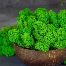 Mușchi stabilizat - Lichen PREMIUM - Verde de primăvară