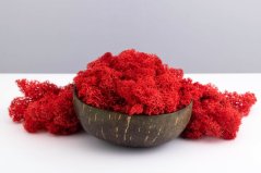 Muschio stabilizzato - lichene - Rosso