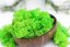 Stabiliziran mah - lišaji - svetlo zelena - Teža: 1kg