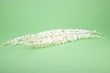 Stabilizovaný Eukalyptus Baby - Biely