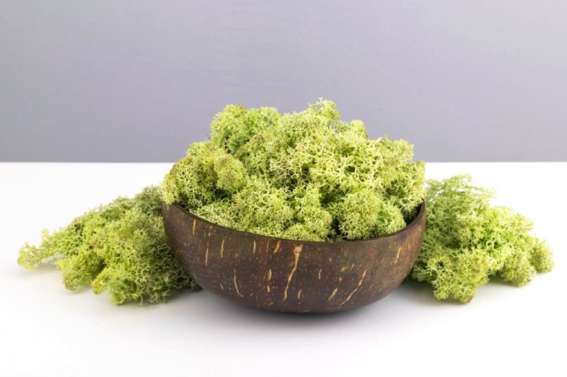 Mușchi stabilizat - lichen - Mentă - Greutate: 5kg