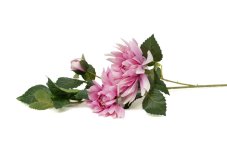 Dalia artificiale - rosa