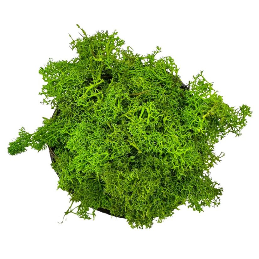 Stabilizált moha – zuzmó – Vágott darabok - 1kg