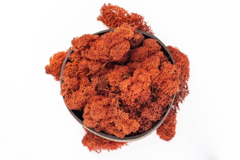 Stabilizovaný mach - lišajník - Tehlová - Váha: 500g