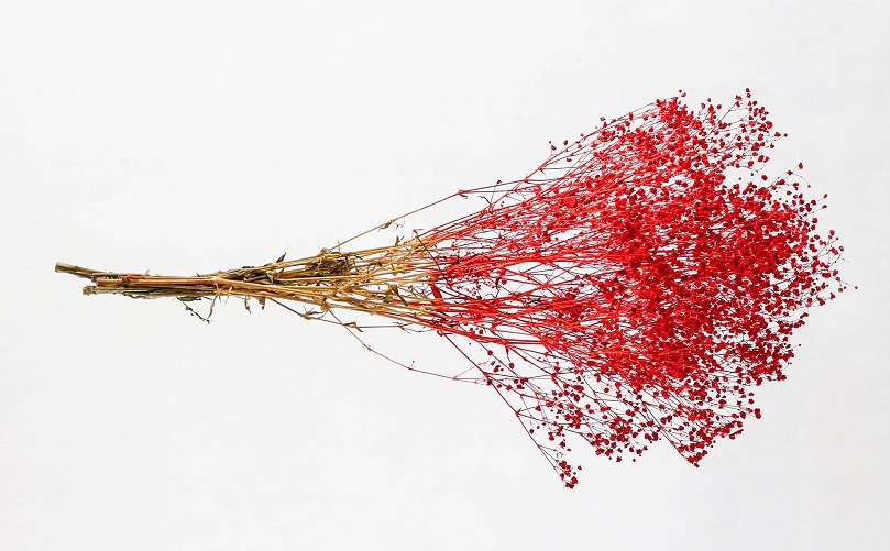 Stabilisierten Gypsophila-Blüten - Rot