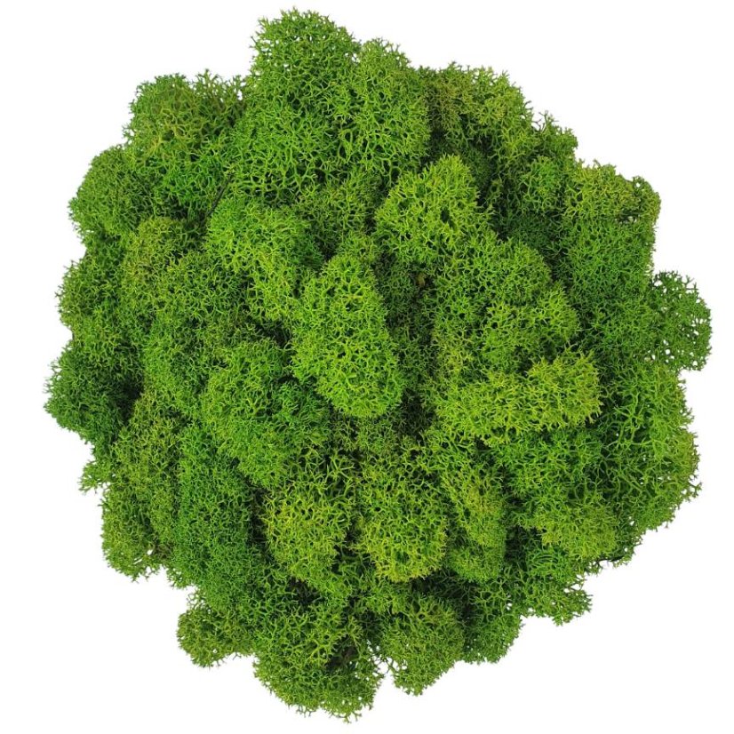 Mușchi stabilizat curățat - lichen - Verde măr - Finlandez - Greutate: 100g