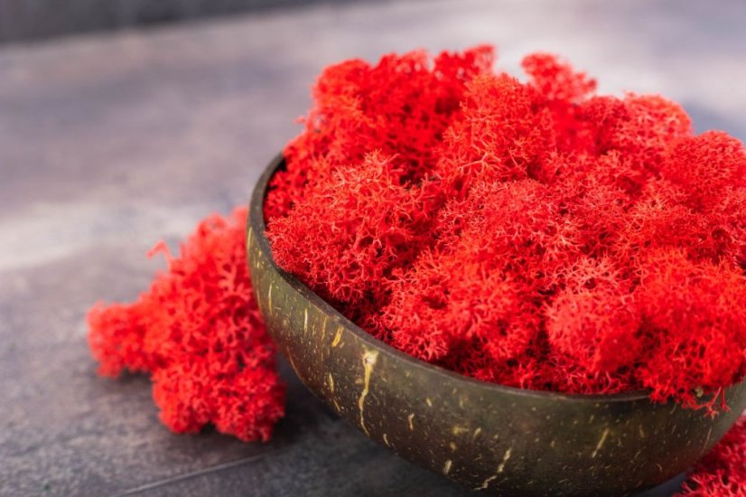 Muschio stabilizzato - lichene - Rosso - Peso: 1kg