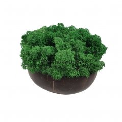 Stabiliziran mah - lišaji - gozdno zelena