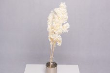Stablizirana hortenzija Grandiflora- Krem