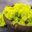 Mousse stabilisée et lichen - Vert citron - Poids: 1kg