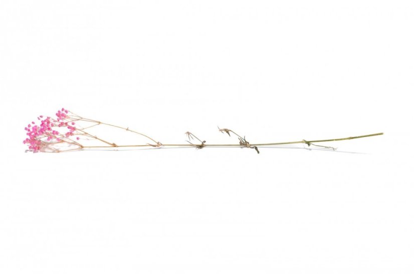 Stabilizált Gypsophila virág - Rózsaszín
