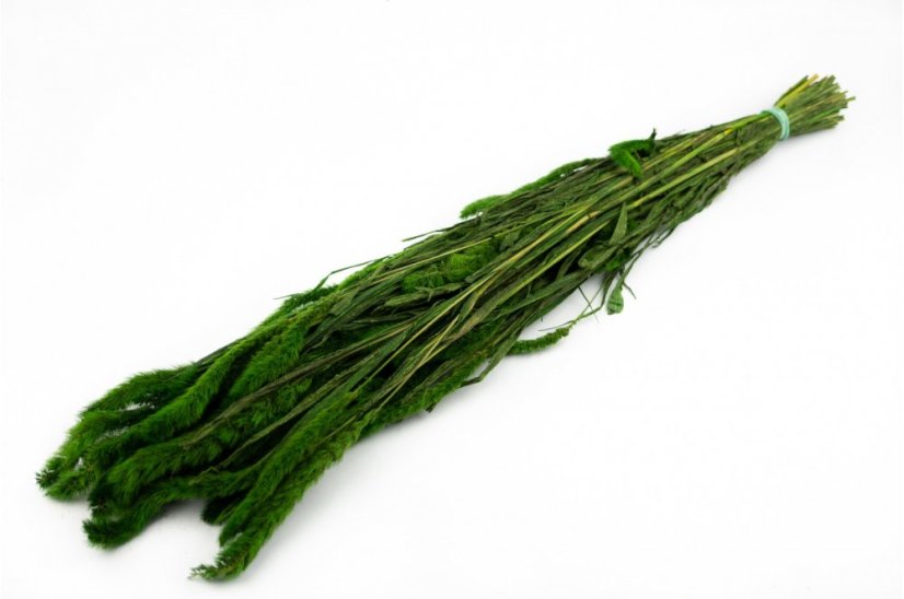 Setaria stabilisée - 150 g