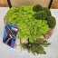 DIY sada na machový obraz - 30x40cm - Farba rámu: Smrek, Farba kopčekového machu: Svetlo zelená