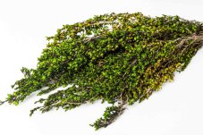 Stabilisiertes Heidekraut - Grün