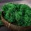 Muschio stabilizzato - lichene - Verde bosco - Peso: 5kg
