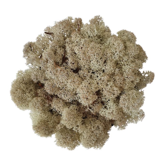 Muschio stabilizzato - lichene - Naturale - Peso: 100g