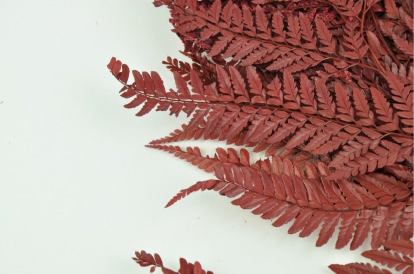 Felce stabilizzata Rumora - Rosso - Numero pezzi: Mazzo - 10 pz