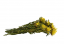 Stabilizirani cvetovi Plumosum - Rumeni