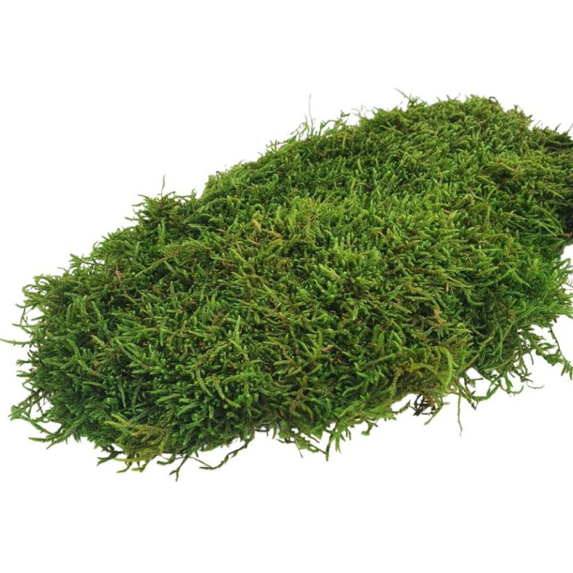 Plochý mach - Prírodná zelená - Váha: 1kg