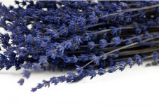 Fiori di lavanda stabilizzati