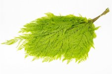 Stabilizált világos zöld páfrány - NAGY - 10 db