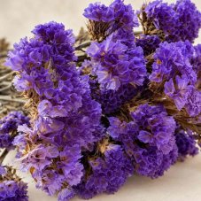 Flori stabilizate Limonium - Mov