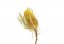 Posušen cvet Banksia - rumena
