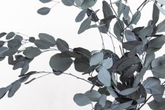 Stabilizált Eucalyptus Populus - Zöld - nagykereskedelem