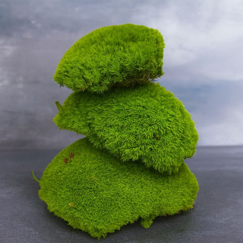 Kugelmoos - Wiesengrün - Bereich: 1,3 m²