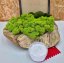 DIY sada na machový obraz - 30x40cm - Farba rámu: Smrek, Farba kopčekového machu: Svetlo zelená