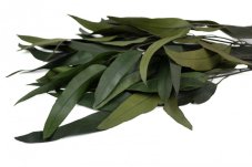 Stabilisierte Eukalyptus Globulus