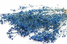 Stabilizirani cvetovi Gypsophile - Kraljevsko modra