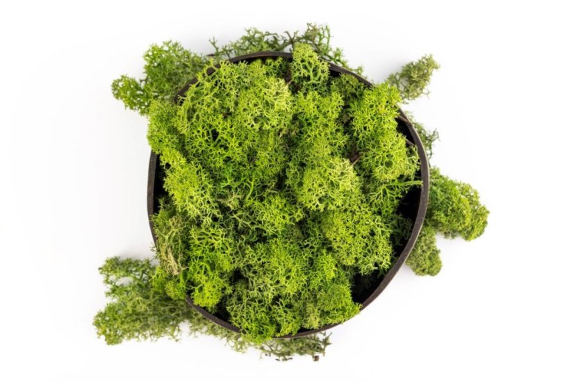 Muschio stabilizzato - lichene - Verde medio - Peso: 500g