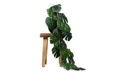 Monstera rampicante artificiale
