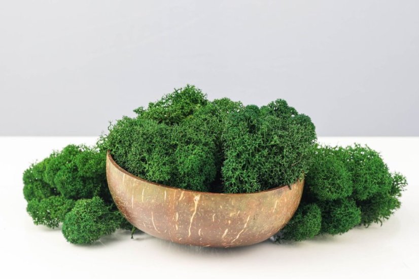 Muschio stabilizzato purificato - lichene -  Verde pino - Finlandese - Peso: 1kg