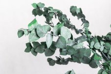 Stabilizált Eucalyptus Stuartiana -Zöld - nagykereskedelem