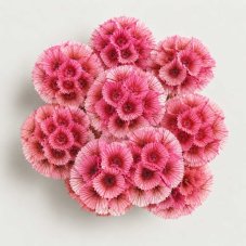 Stabilizirani cvetovi scabiose - Svetlo roza