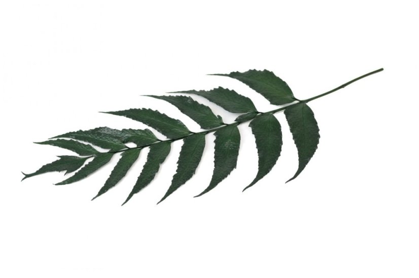 Stabilizált páfrány Holly - Darabszám: Csomag - 6db