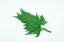 Felce stabilizzata Davalia - Verde