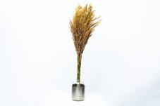 Stabilizovaná pampová tráva