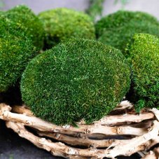 Kugelmoos - „Schildkröte" Mini - Naturgrün - Paket 0,15m2