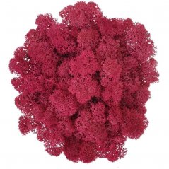 Muschio stabilizzato - lichene - Rosa