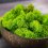 Mușchi stabilizat curățat - lichen - Verde măr - Finlandez - Greutate: 100g