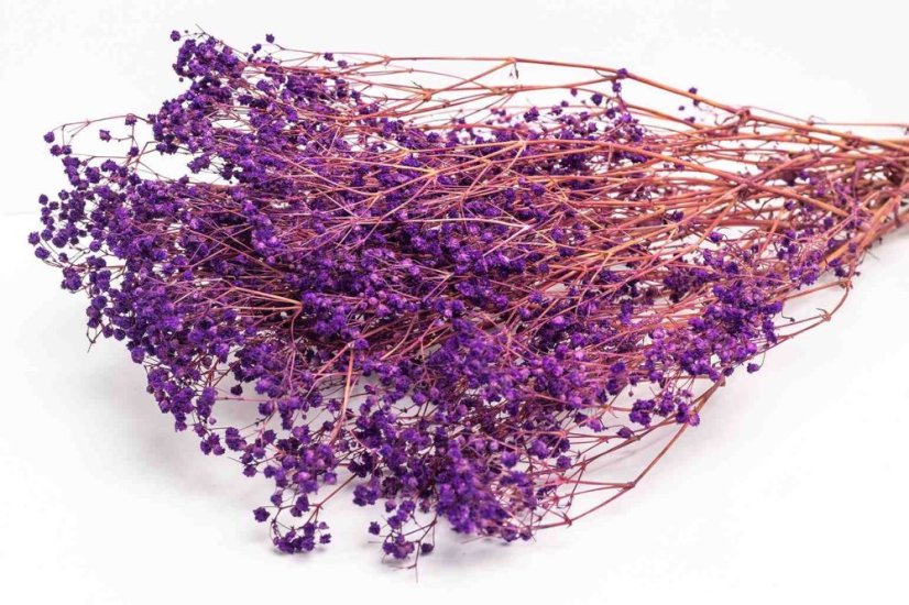 Stabilisierten Gypsophila-Blüten - Lila