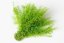 Stabilizirana praprot Sertularia - Barva: Temno zelena