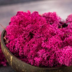 Mușchi stabilizat - lichen - Roz