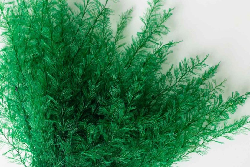 Stabilizirana praprot Sertularia - Barva: Temno zelena