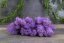Muschio stabilizzato - lichene - Viola - Peso: 1kg