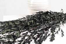 Eucalipto stabilizzato Parvifolia - vendita all'ingrosso