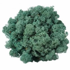 Muschio stabilizzato - lichene - Verde turchese